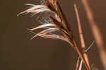 Little bluestem